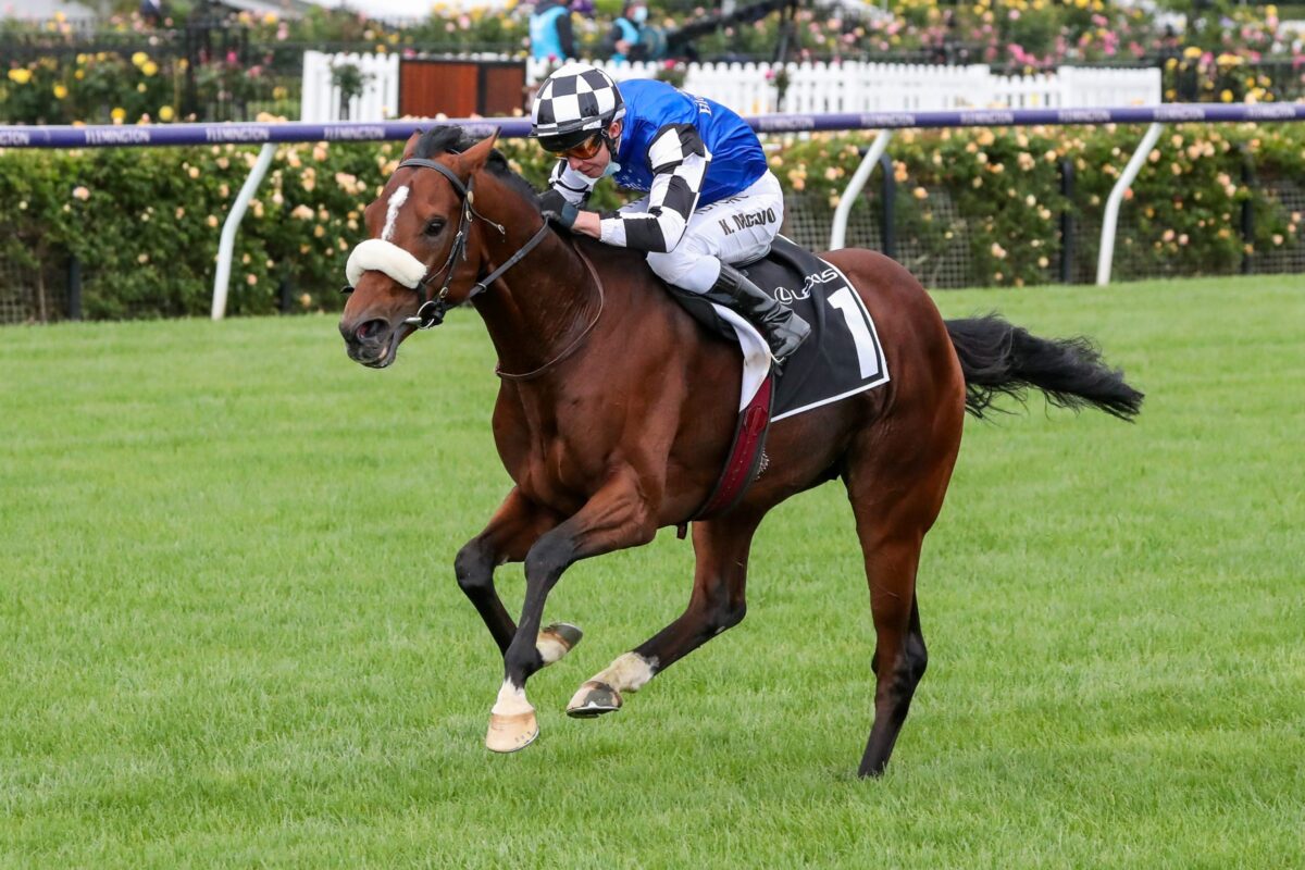 Ashrun To Jump From Ascot Vale Road In The Melbourne Cup Image