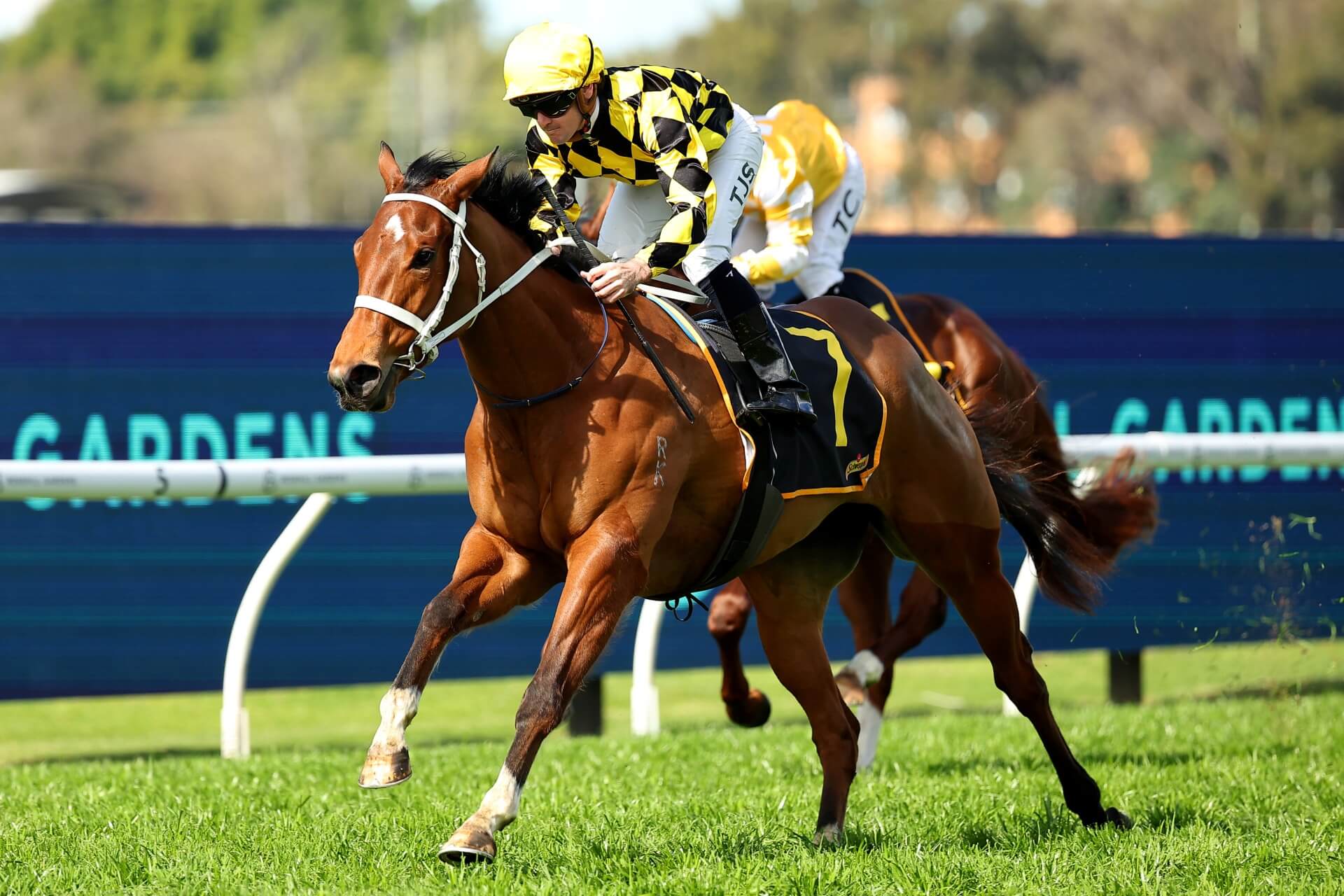 FREE: Rosehill Selections: Saturday 21st September Image