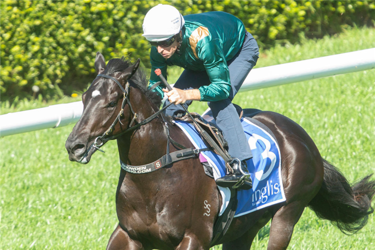 Randwick: G3 Breeders' Plate Runner By Runner Preview & Tips Image