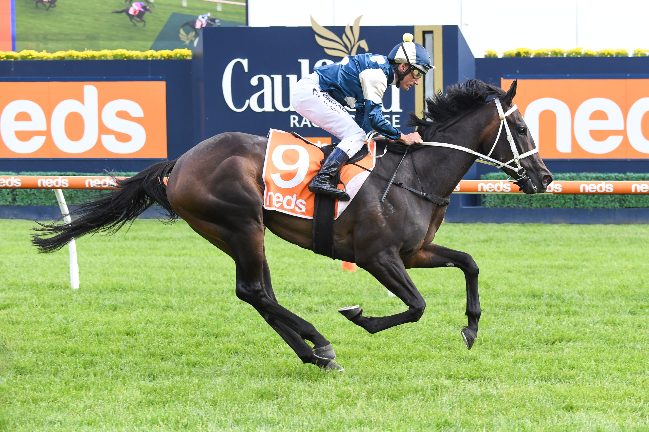 Caulfield Tip Sheet & Staking Plan : Saturday 8th January Image