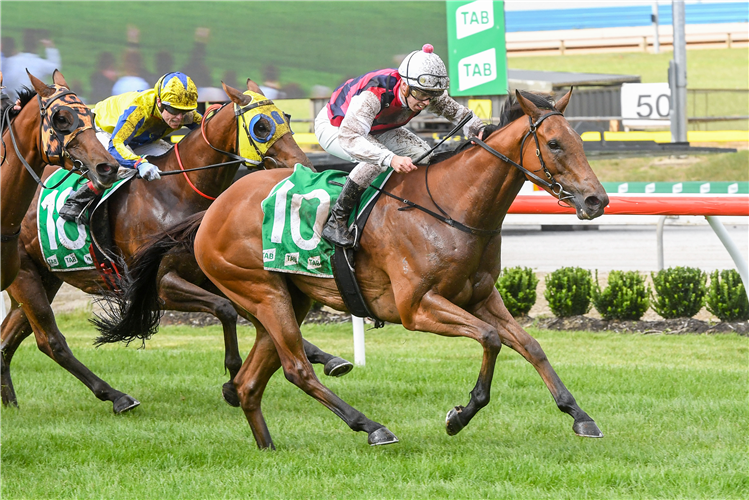 Flemington Preview: King Magnus Is A Class Act Image
