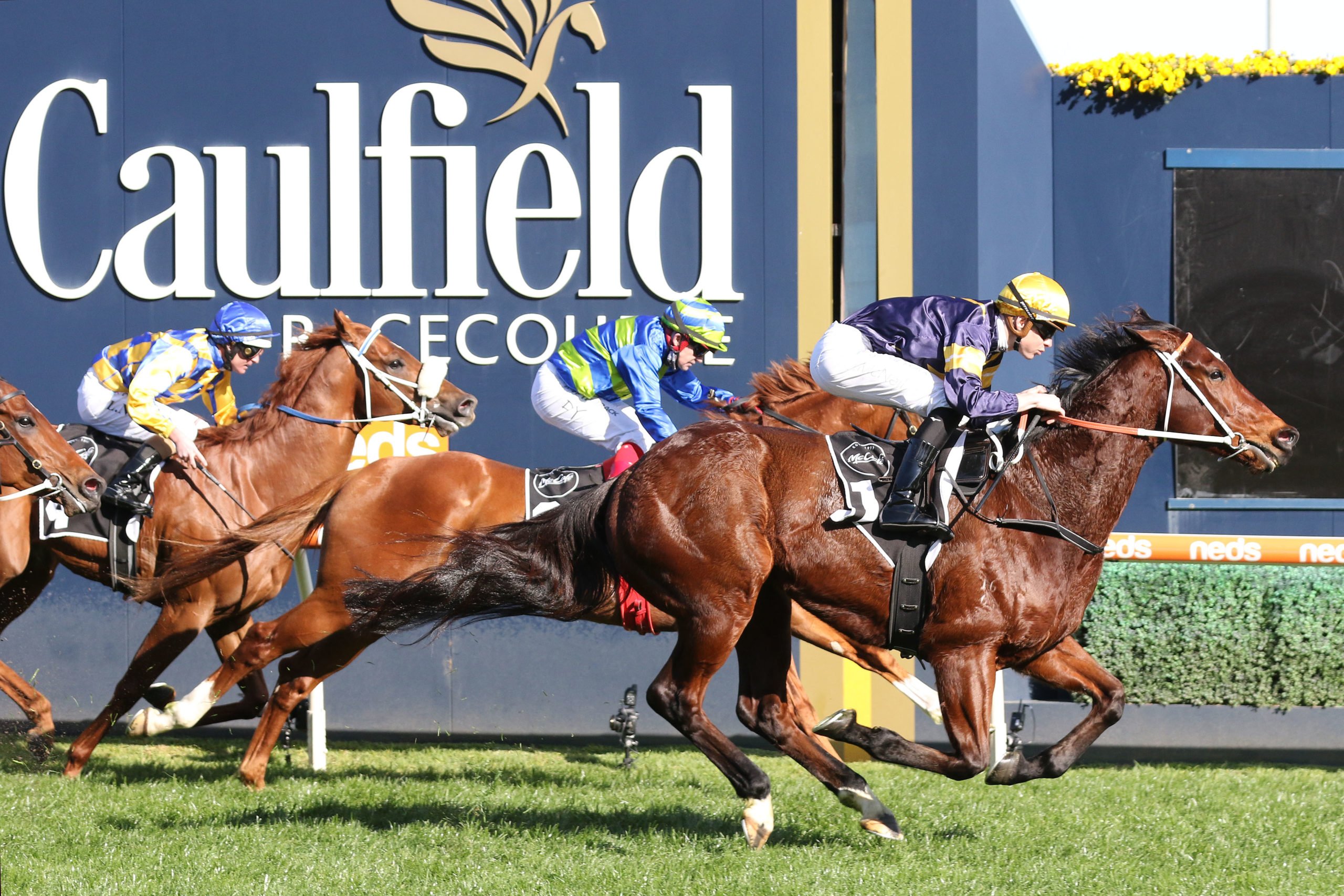 FREE: Caulfield Tip Sheet & Staking Plan: Saturday 28th May Image