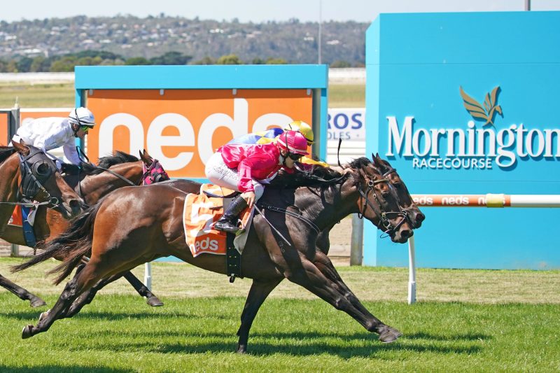 FREE: Mornington Tip Sheet & Staking Plan: Wednesday 13th December Image