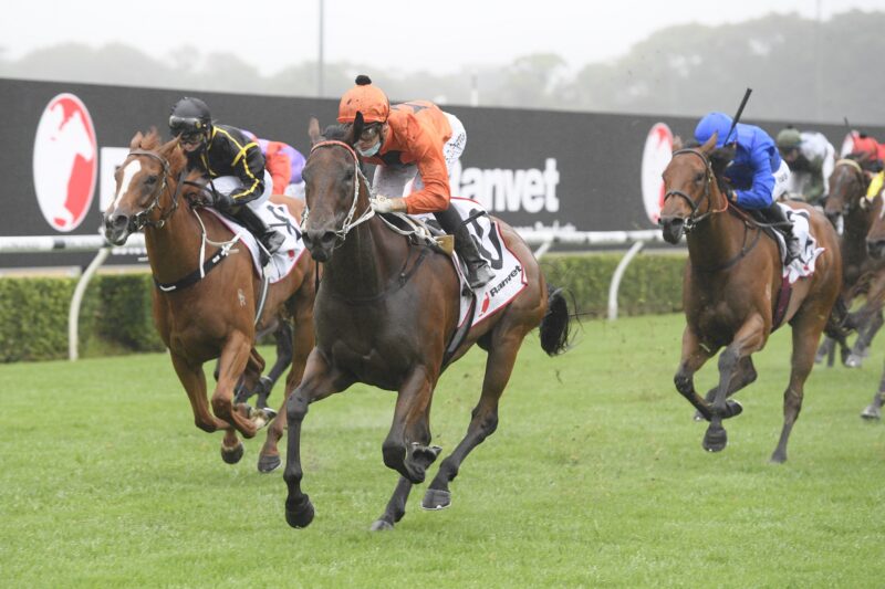 The Plunge's Saturday Review: Horses You Must Follow From Randwick 13/2 Image