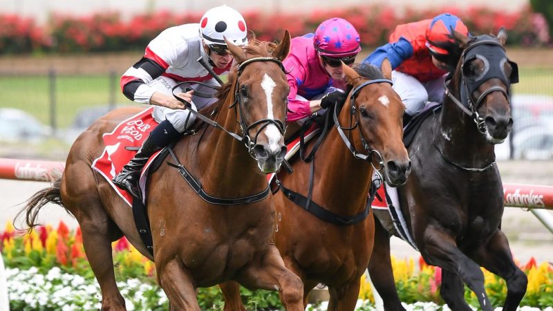 Flemington Preview: He’s Ready To Earn His Stripes Image