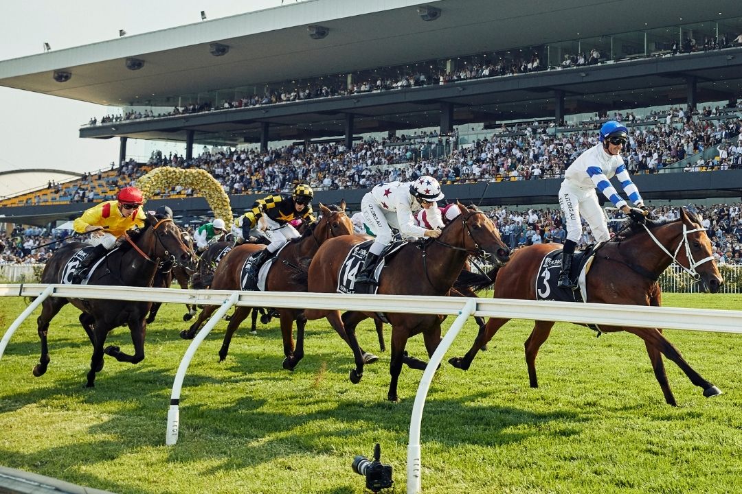 FREE: Rosehill Tip Sheet & Staking Plan: Saturday 1st February Image