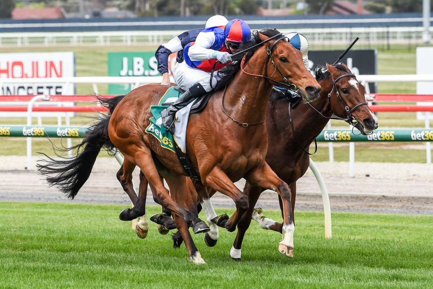 Melbourne Cup Bound Steel Prince Receives Weight Penalty Image