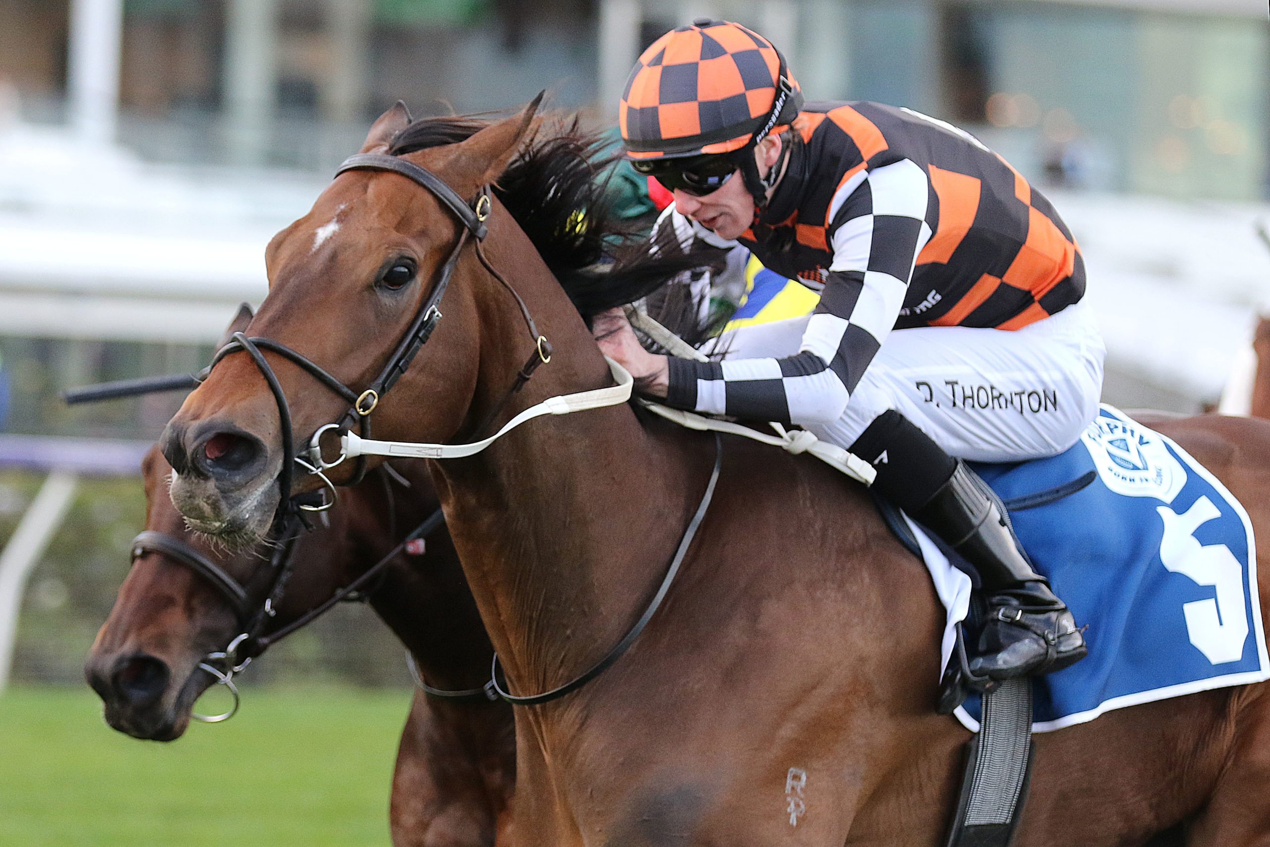 Corstens confident of strong showing from The Astrologist  Image