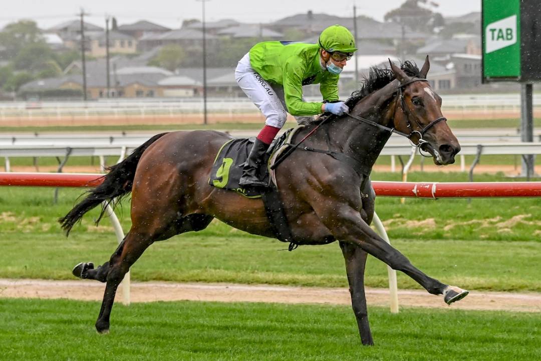 Tralee Rose Set For Big Staying Future Image