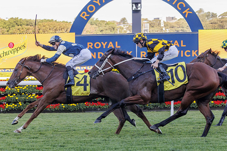 Russell Balding Stakes: Every Runner Breakdown, Tips, and Predicted Finishing Order Image