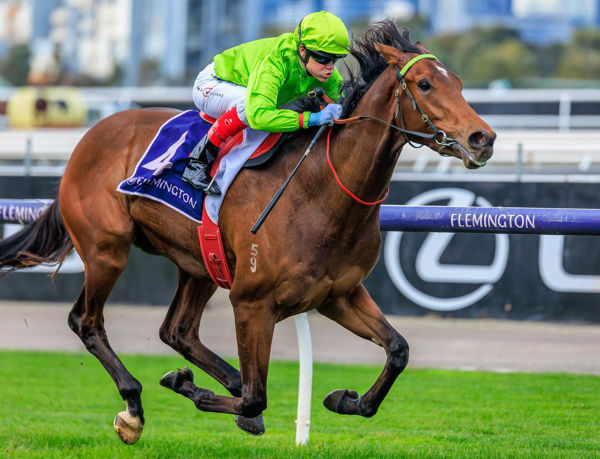 BERKELEY SQUARE’S UP FOR ANOTHER BALLARAT CUP Image